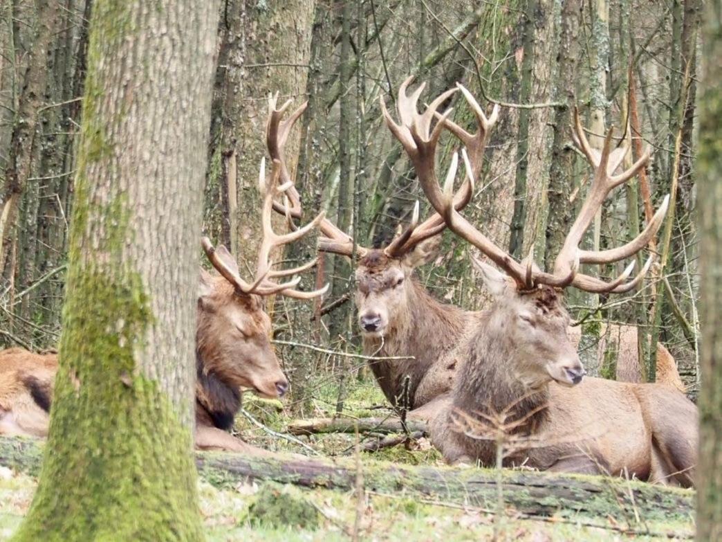 Royal Veluwe Villa Putten Eksteriør billede